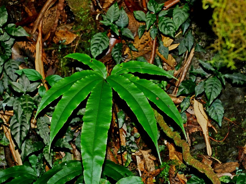 Pteris subesquirolii photo 2