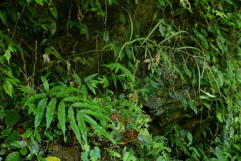 Pteris subesquirolii photo 3