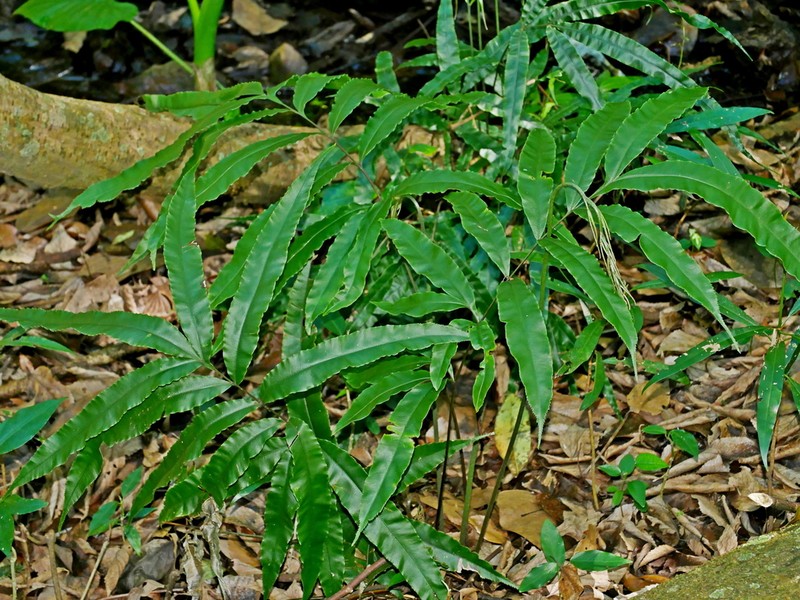 Pteris subesquirolii photo 5