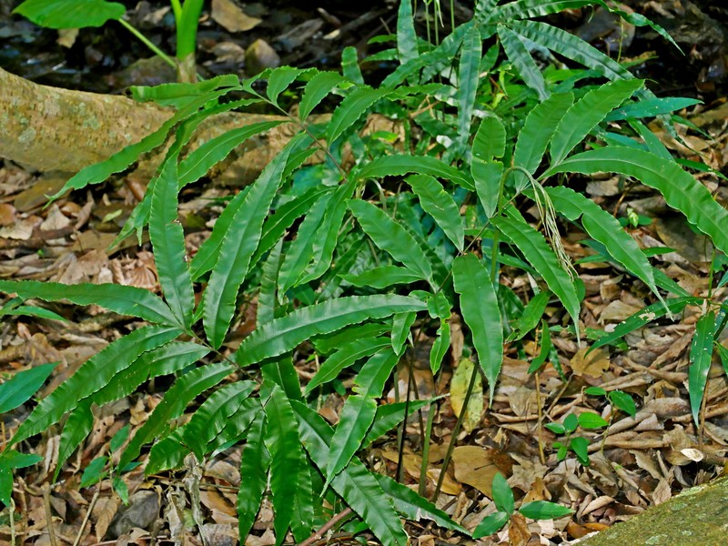 Pteris subesquirolii photo 7