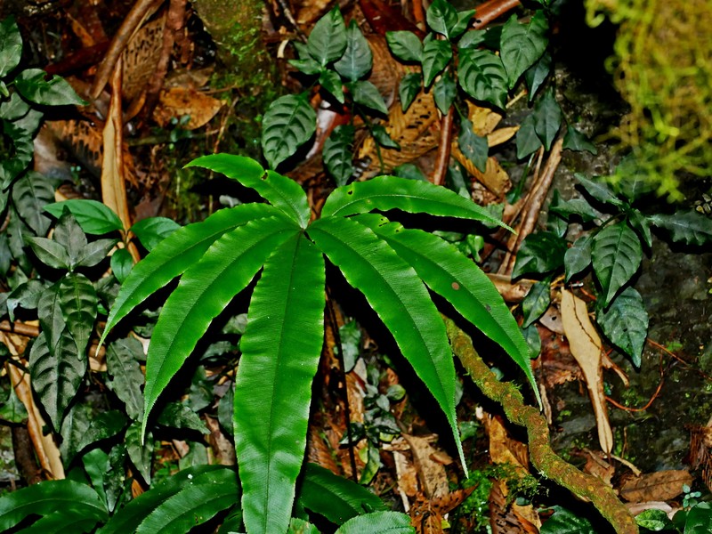 Pteris subesquirolii photo 8