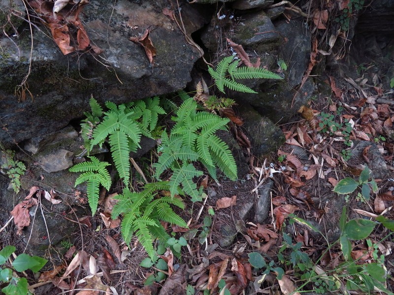 Pteris subquinata