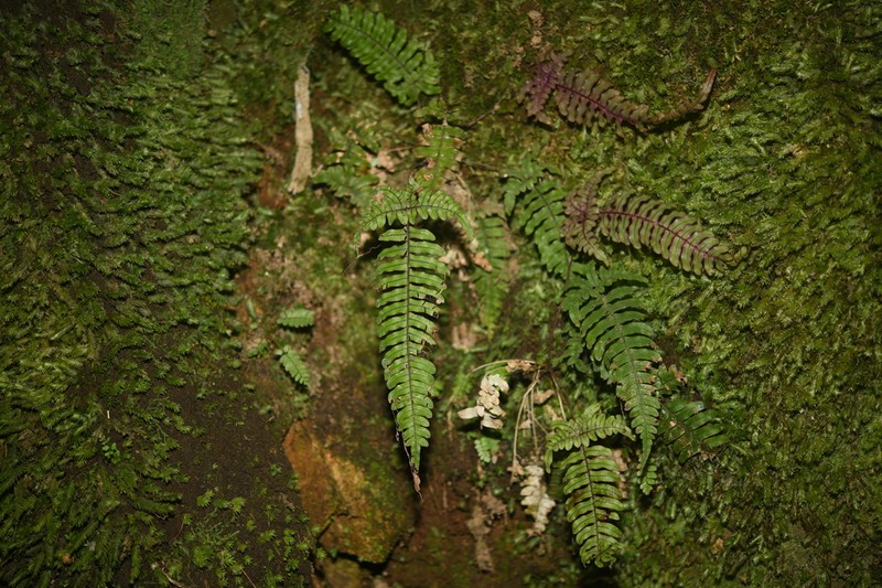 Pteris subquinata photo 2