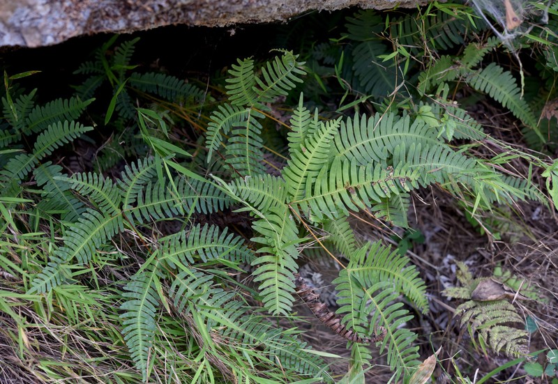 Pteris subquinata photo 3