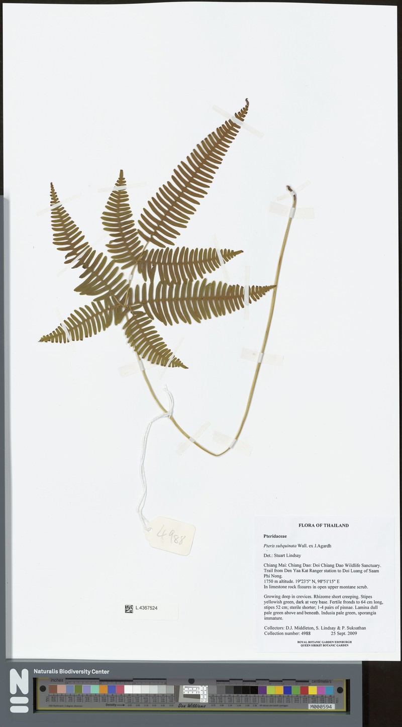 Pteris subquinata photo 4