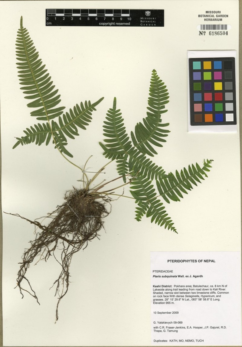 Pteris subquinata photo 5