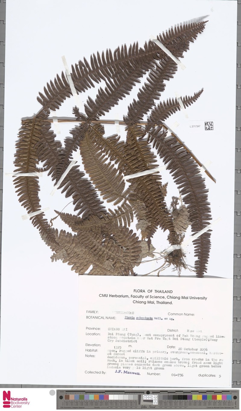 Pteris subquinata photo 6