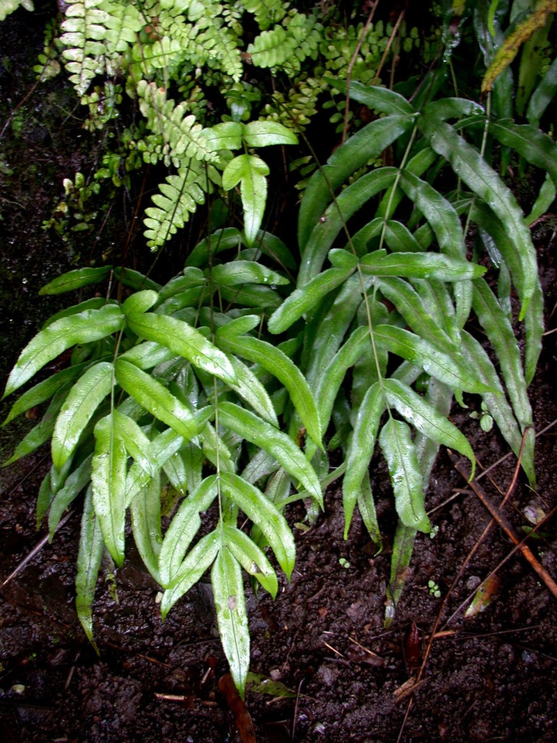 Pteris tahuataensis photo 2