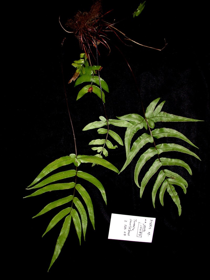 Pteris tahuataensis photo 3