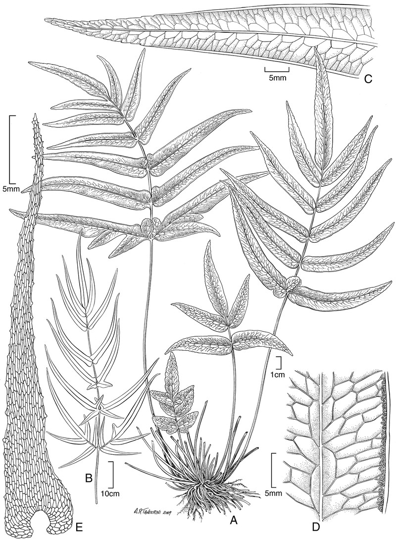 Pteris tahuataensis
