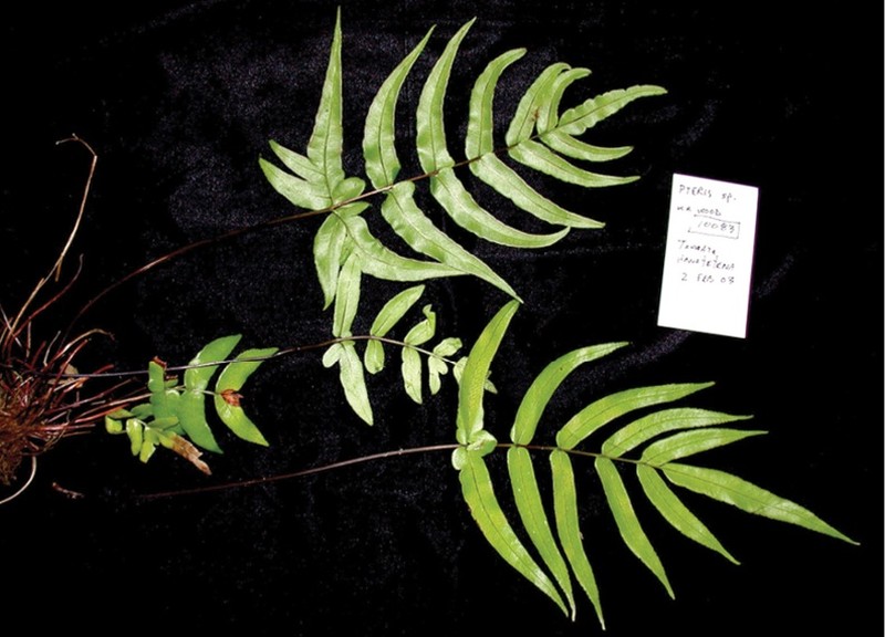 Pteris tahuataensis photo 6