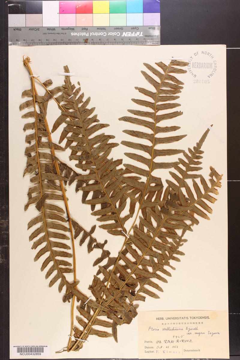 Pteris taiwanensis