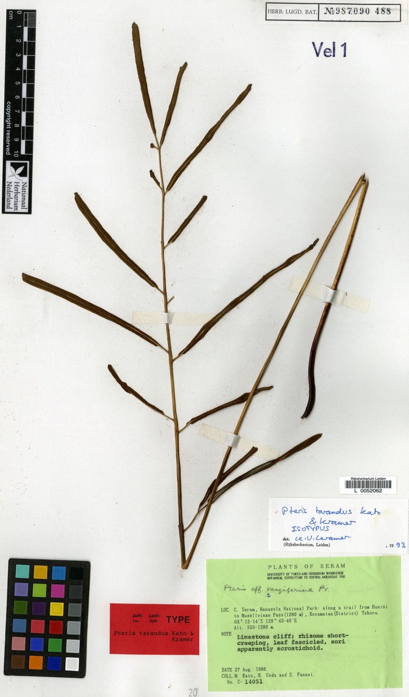 Pteris tarandus