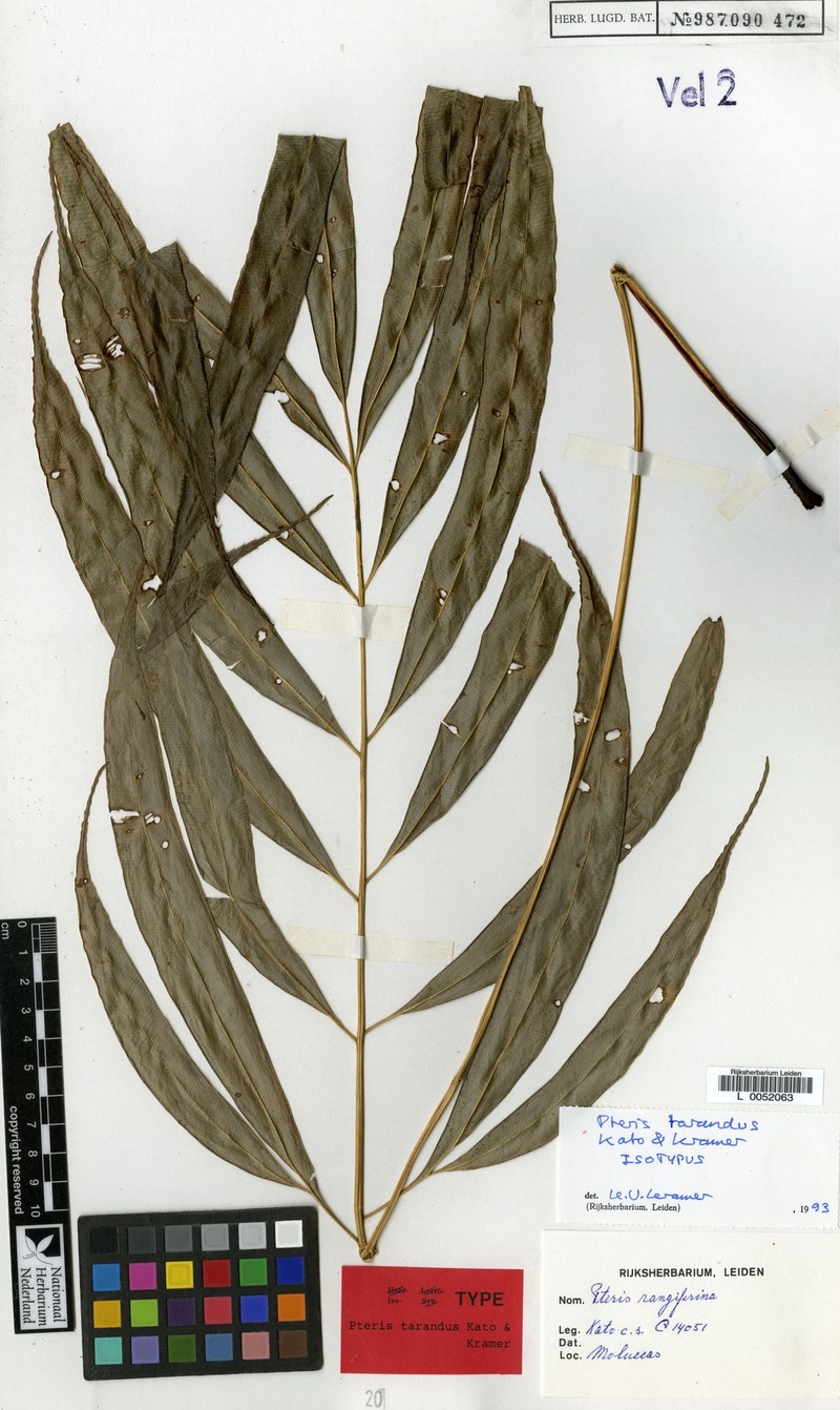 Pteris tarandus photo 2