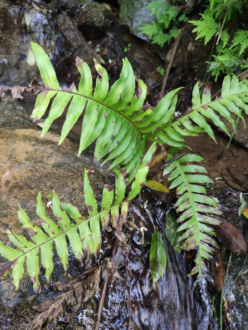 Pteris terminalis photo 2