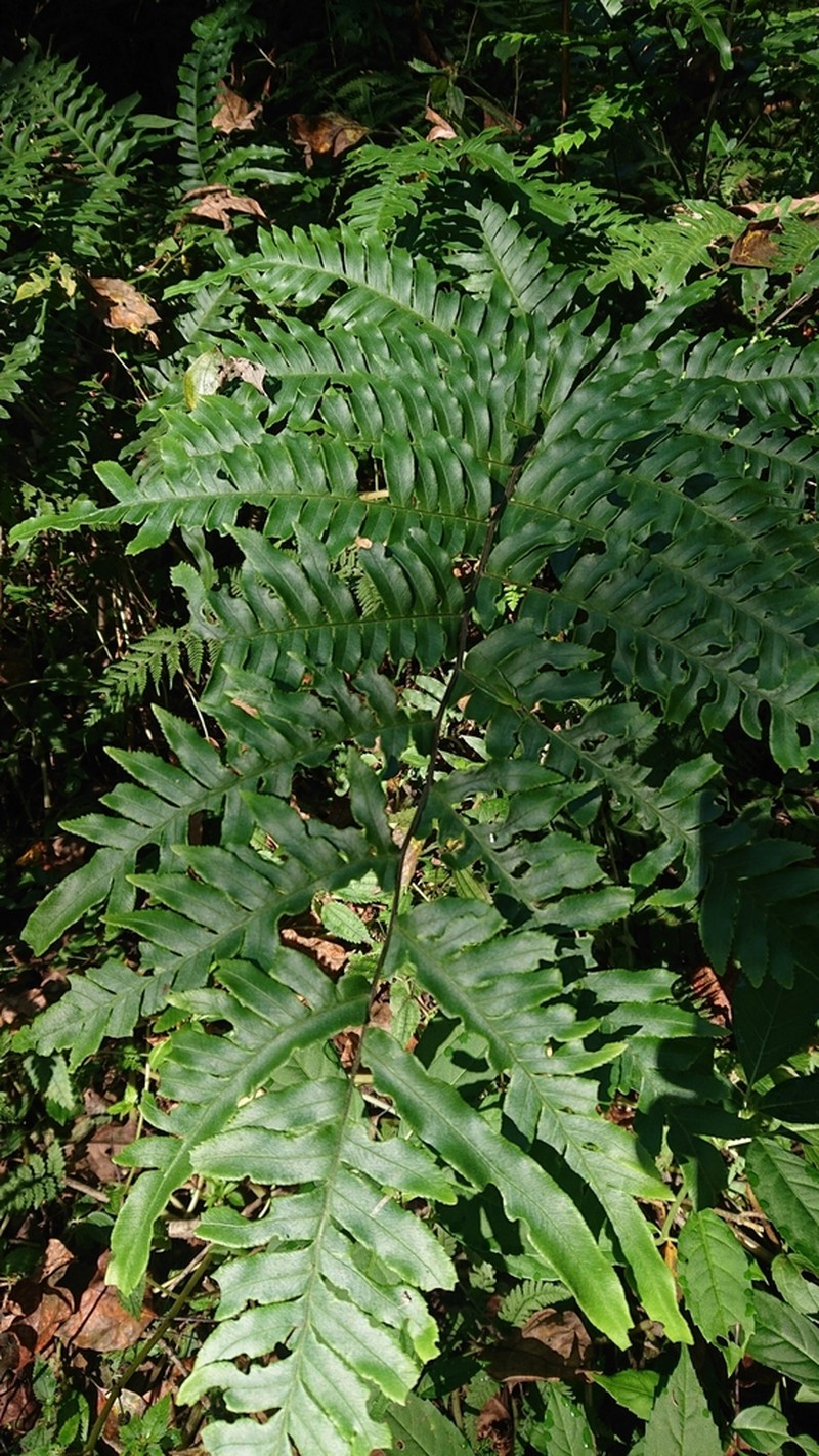 Pteris terminalis photo 3