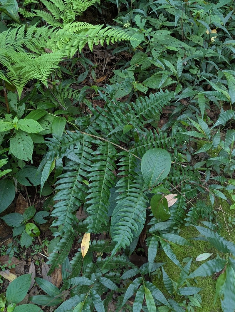 Pteris terminalis photo 4