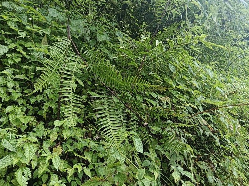 Pteris terminalis photo 5