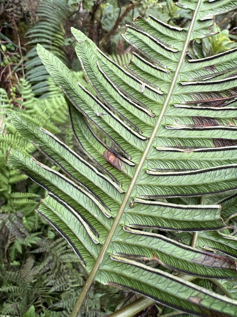 Pteris terminalis photo 6
