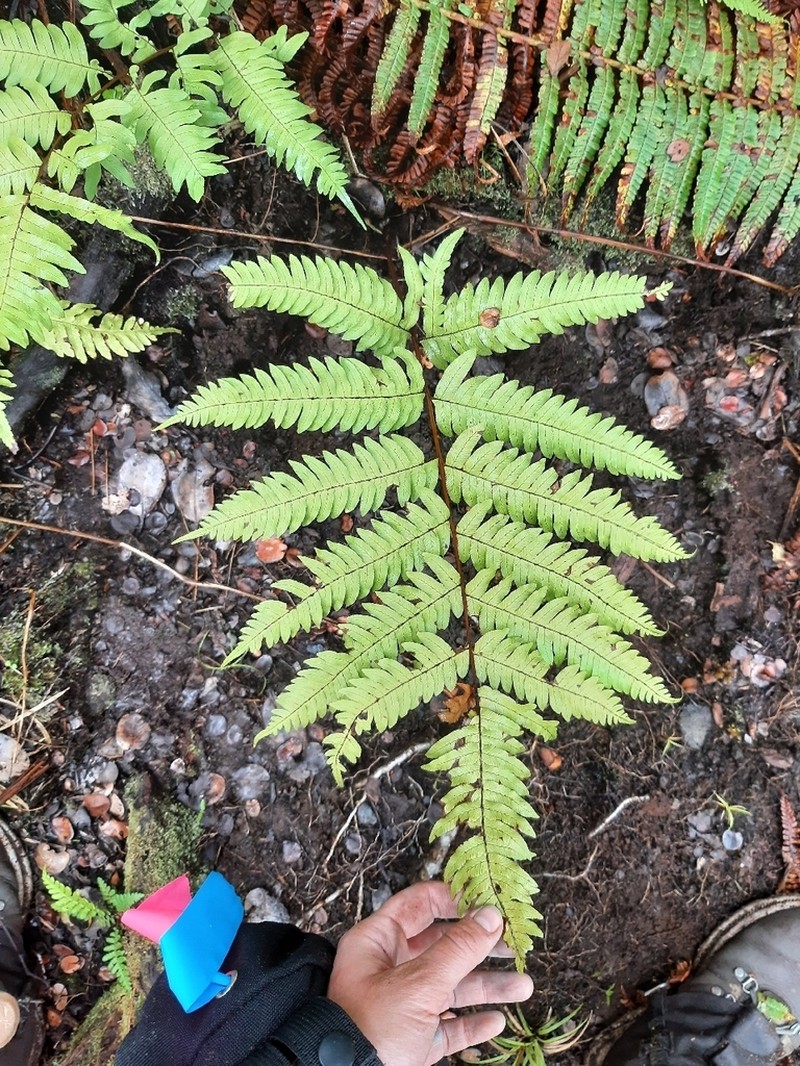 Pteris terminalis photo 7