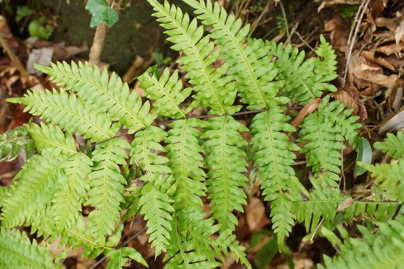 Pteris terminalis photo 8