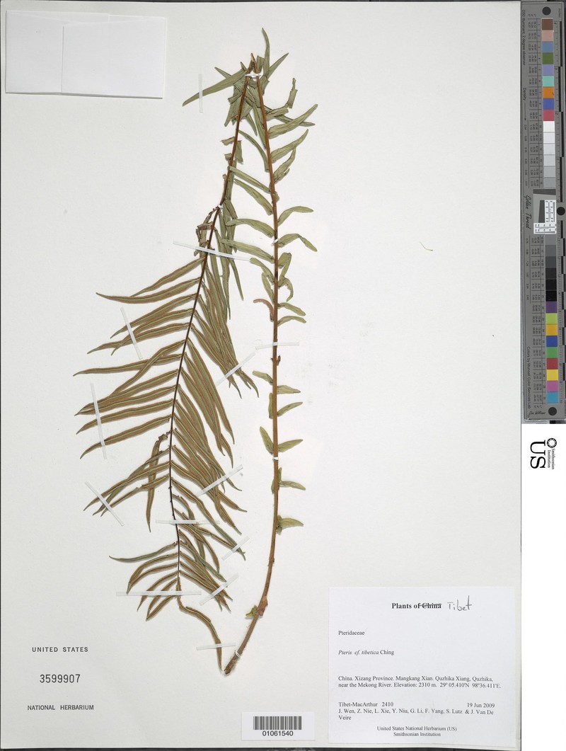 Pteris tibetica