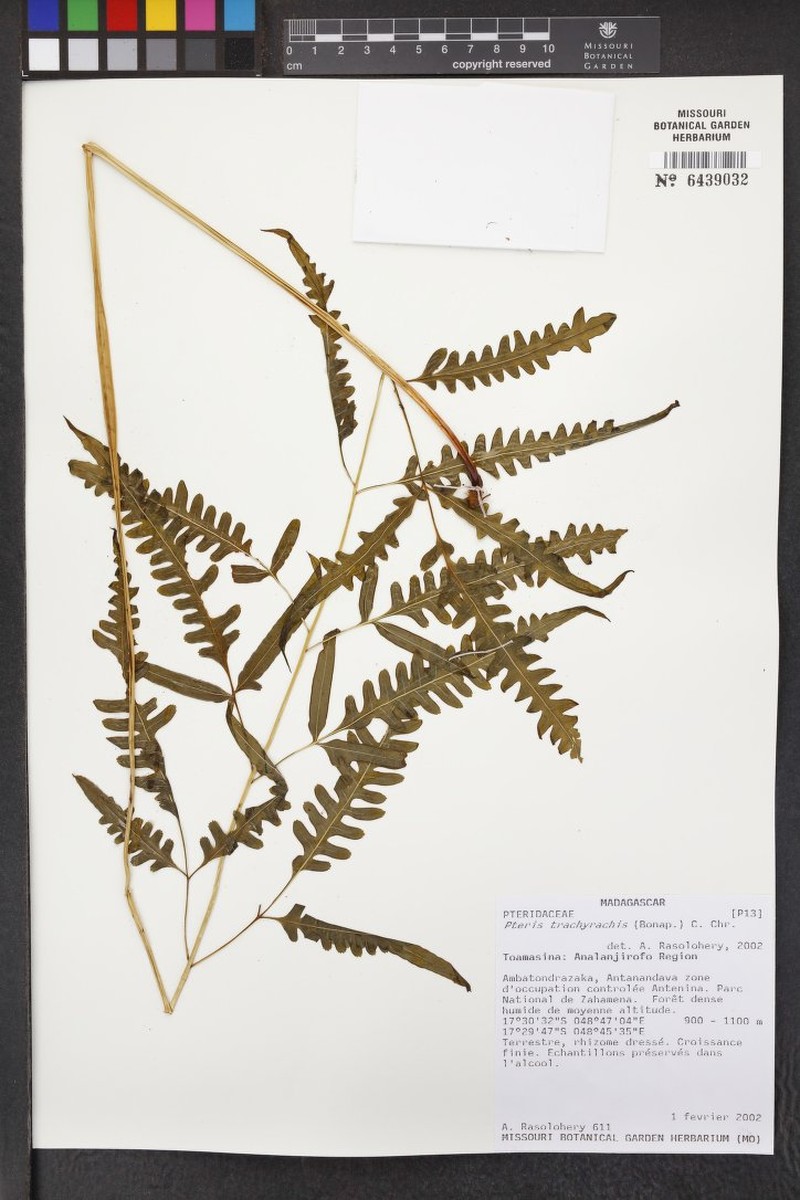 Pteris trachyrachis