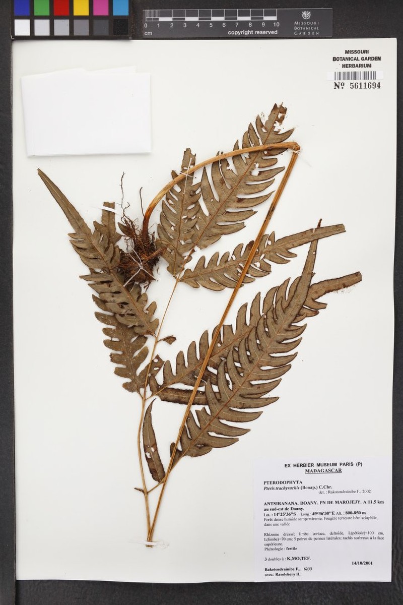 Pteris trachyrachis photo 2