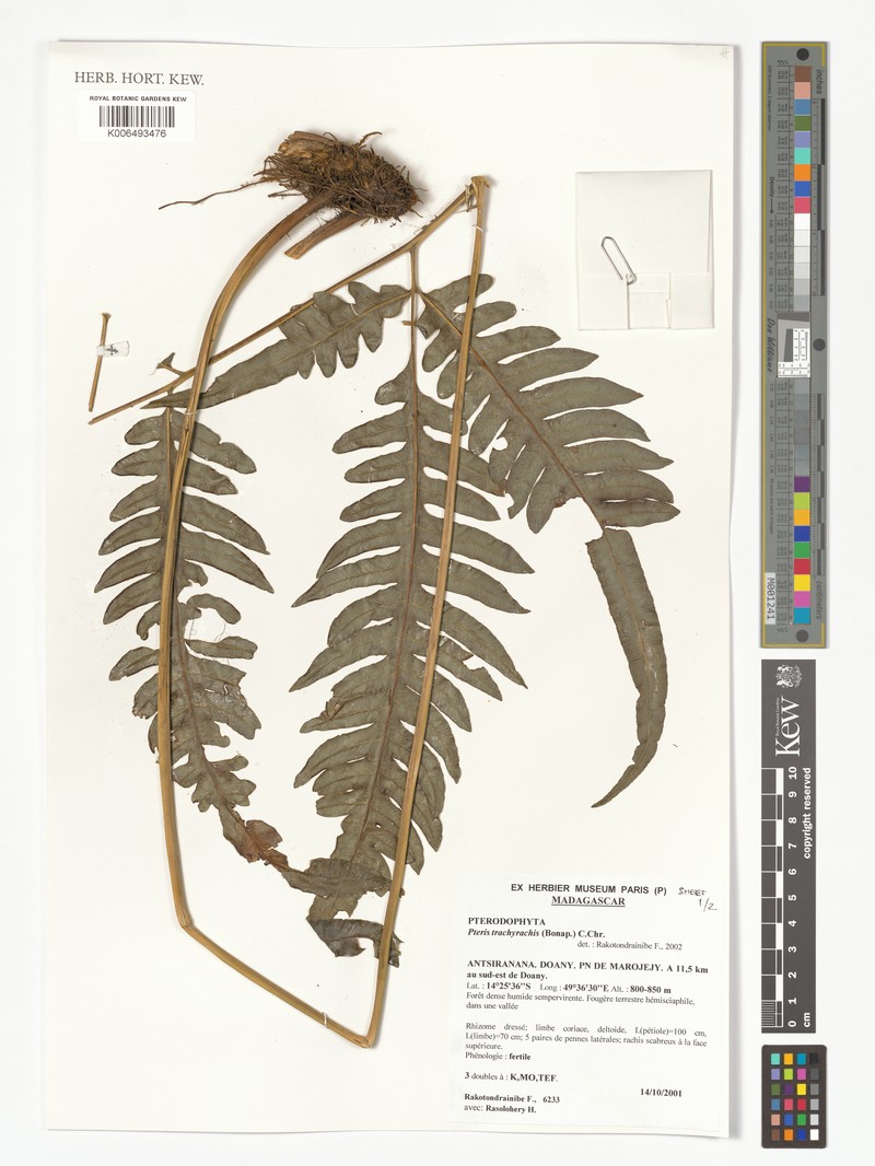 Pteris trachyrachis photo 3