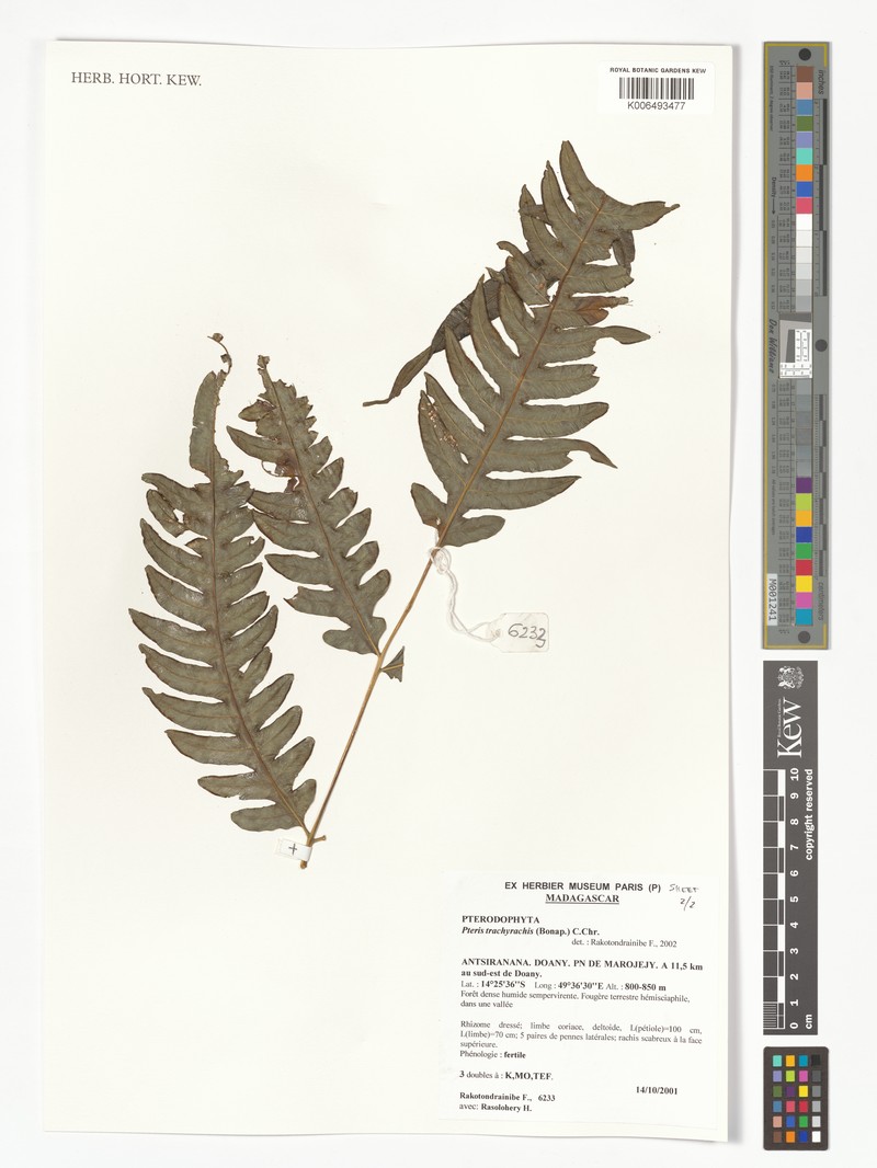 Pteris trachyrachis photo 4