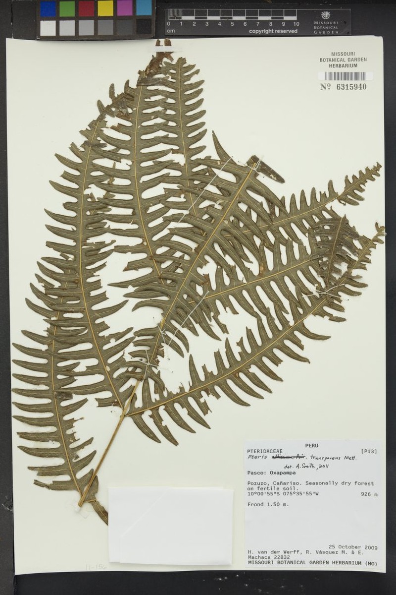 Pteris transparens