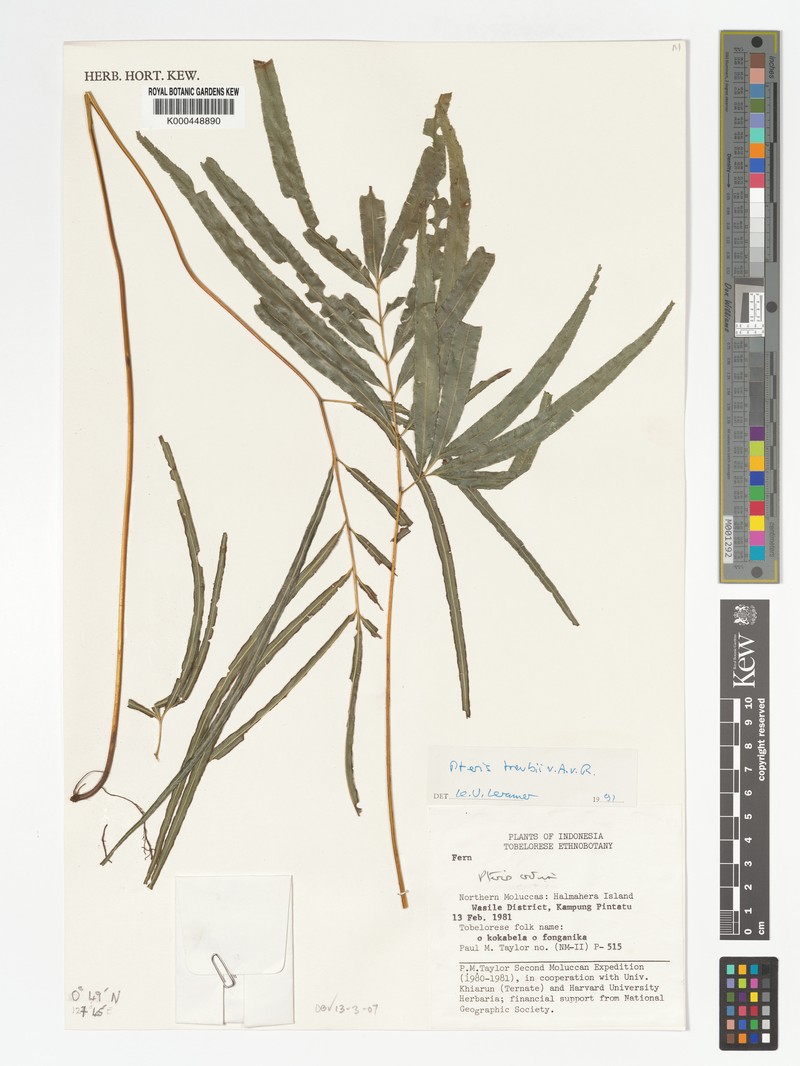Pteris treubii
