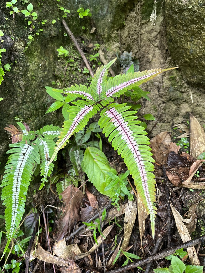 Pteris tricolor photo 2
