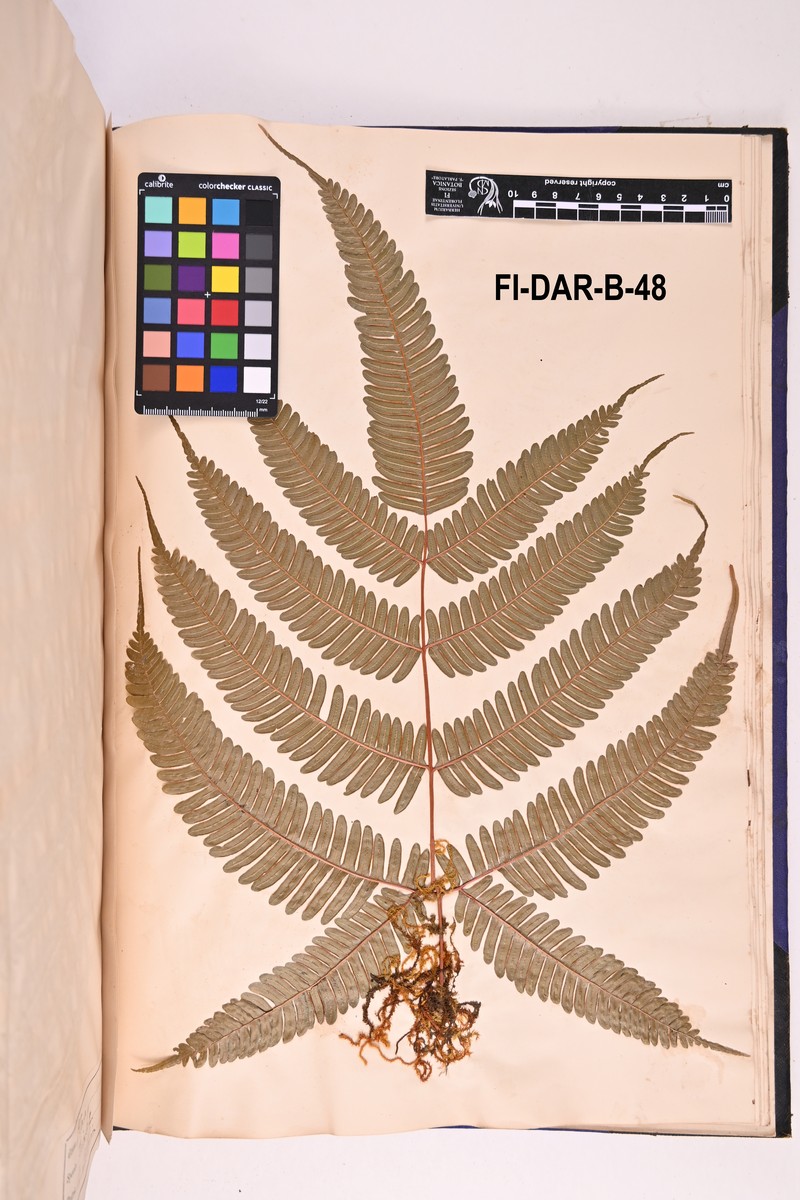 Pteris tricolor photo 3