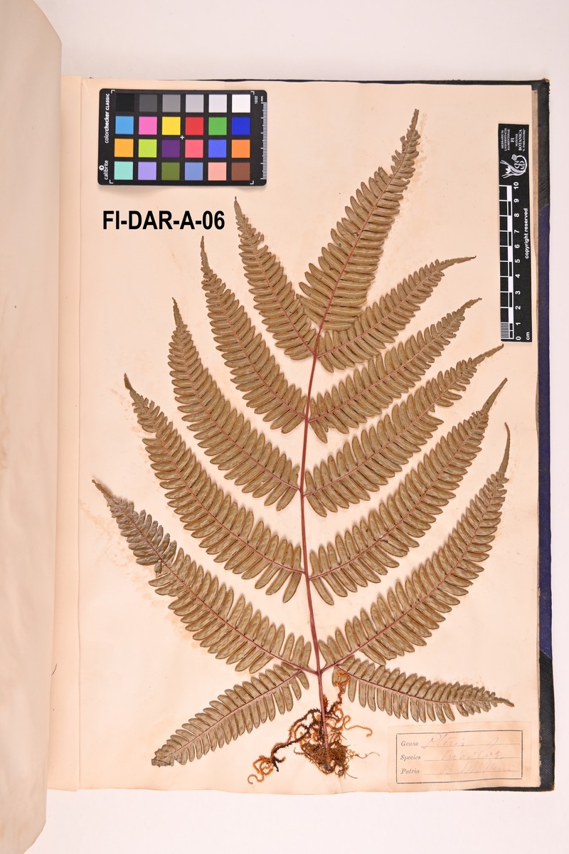 Pteris tricolor photo 4