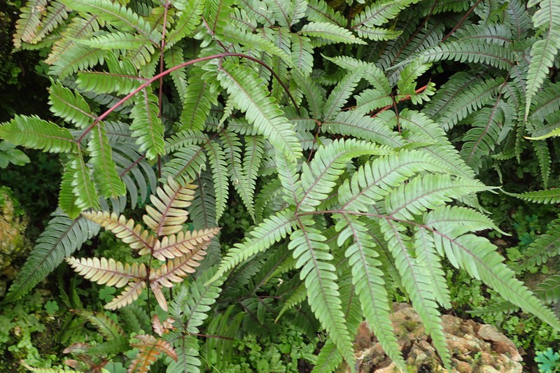 Pteris tricolor