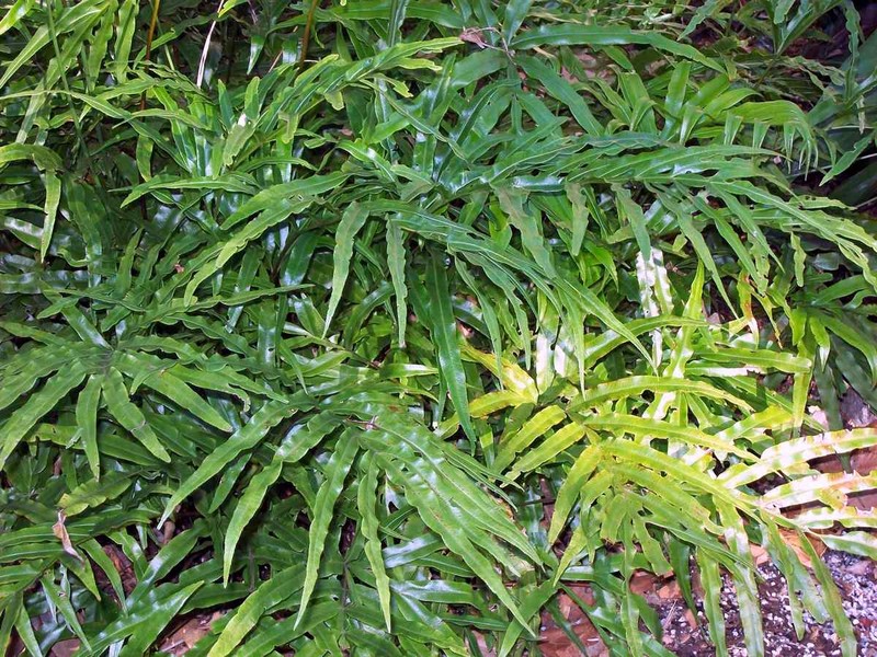 Pteris umbrosa