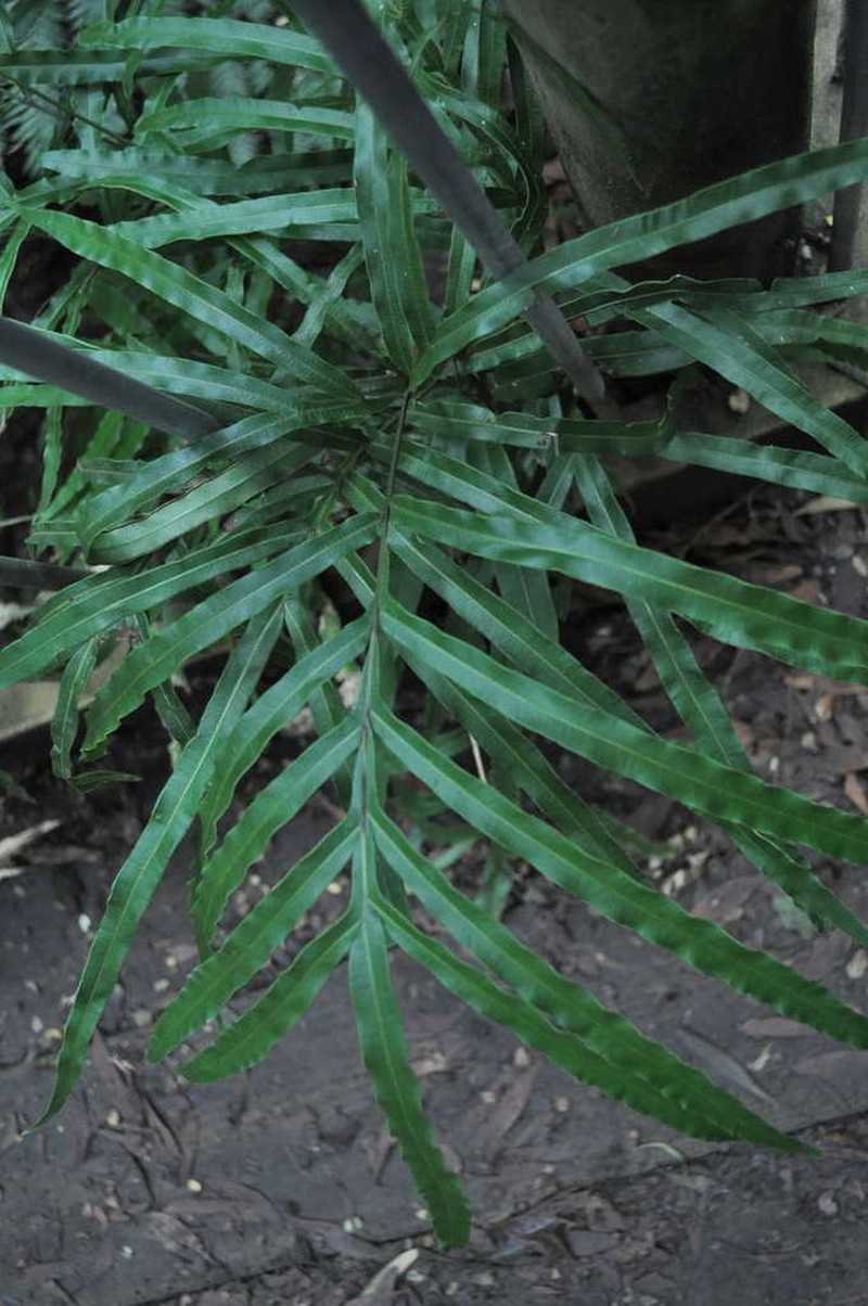Pteris umbrosa photo 2