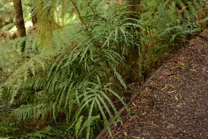 Pteris umbrosa photo 3