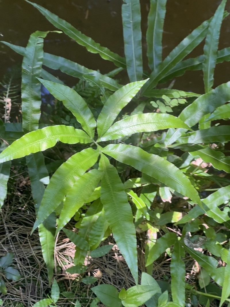 Pteris umbrosa photo 4