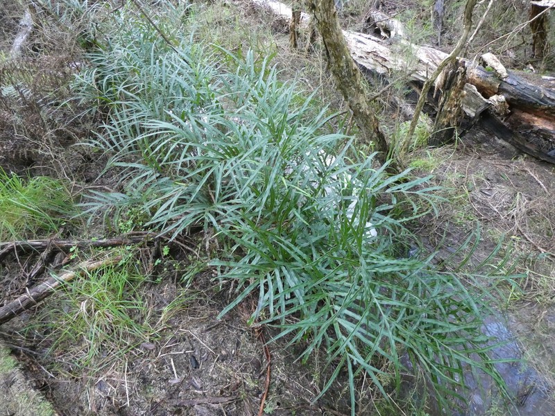 Pteris umbrosa photo 5