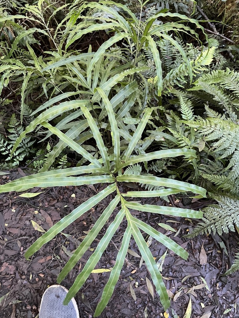 Pteris umbrosa photo 6