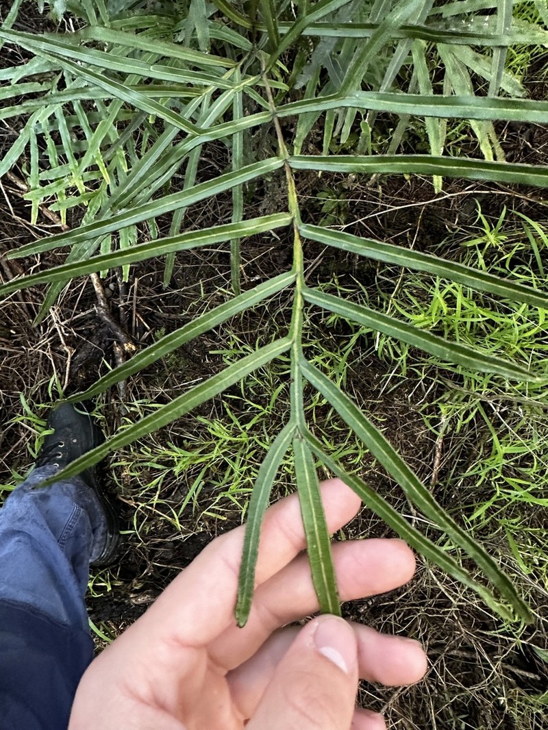 Pteris umbrosa photo 7