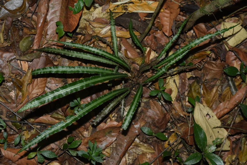 Pteris undulatipinna