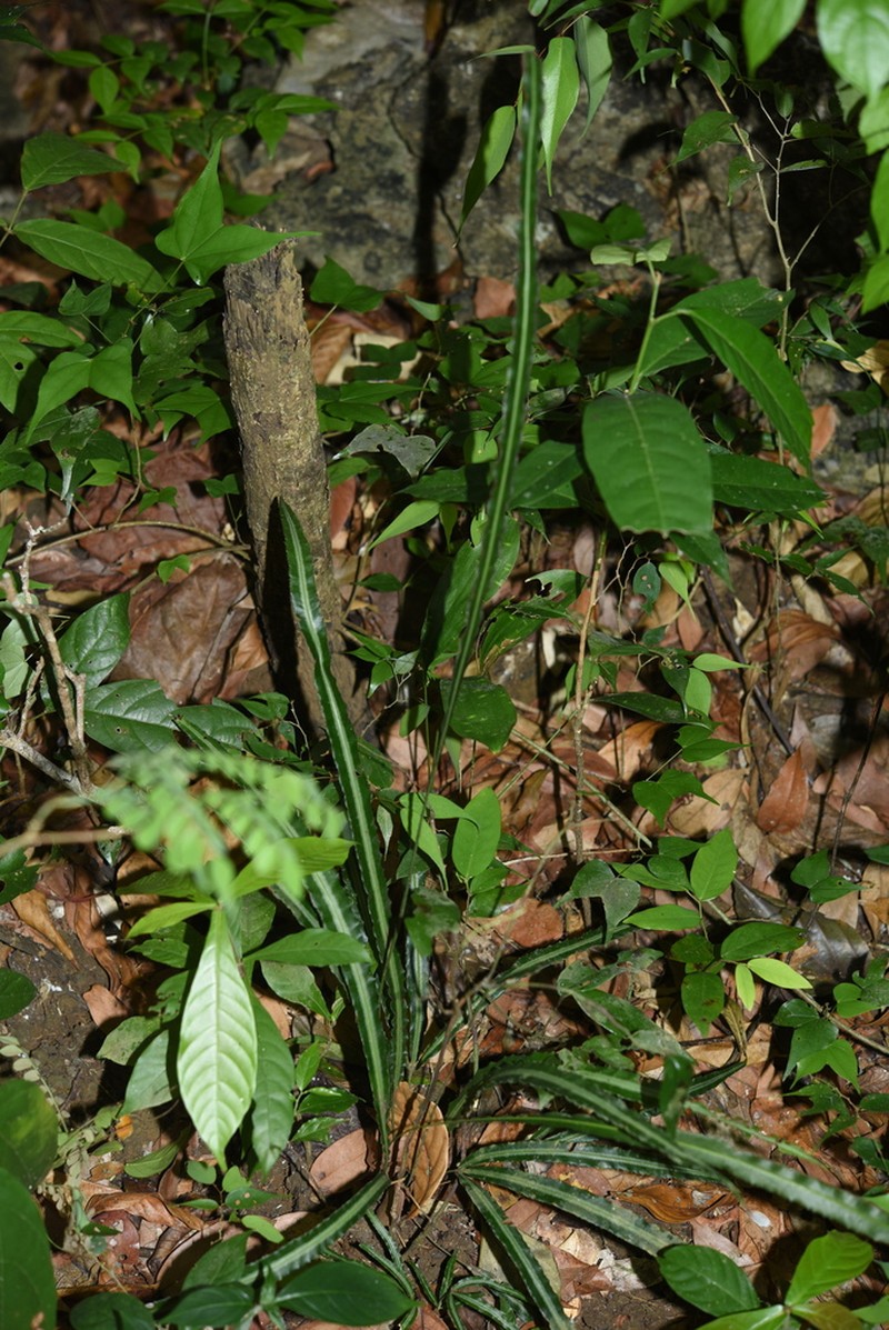 Pteris undulatipinna photo 2