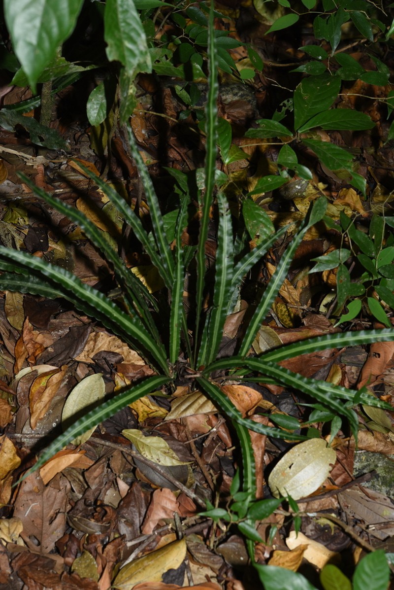 Pteris undulatipinna photo 3