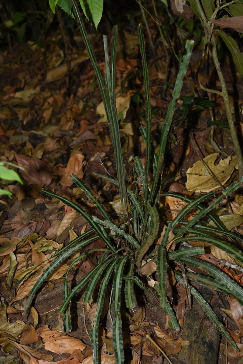 Pteris undulatipinna photo 4