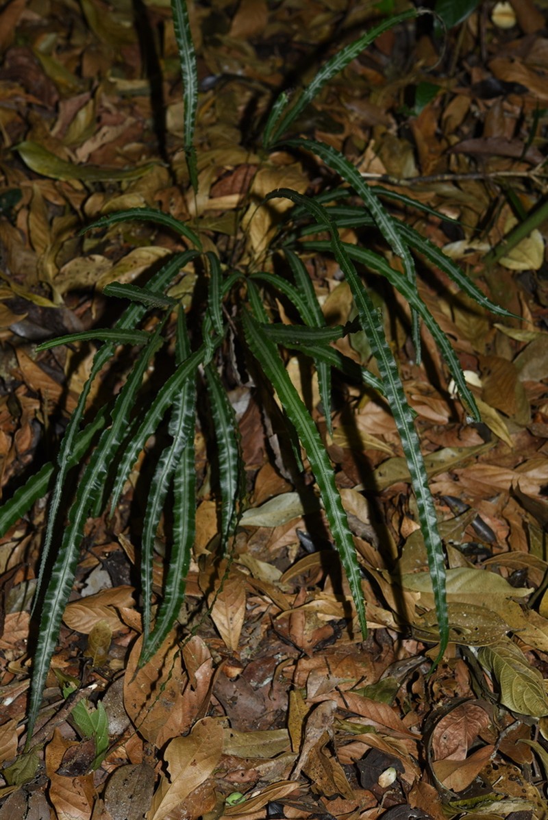 Pteris undulatipinna photo 5