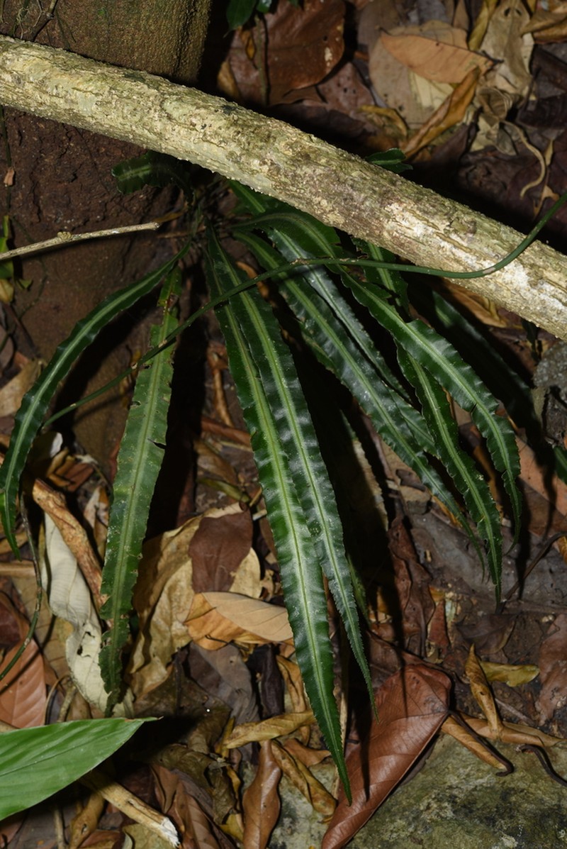 Pteris undulatipinna photo 7