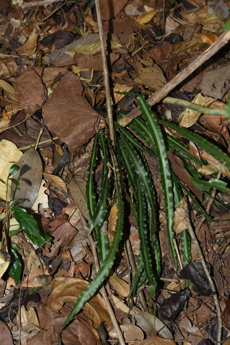 Pteris undulatipinna photo 8